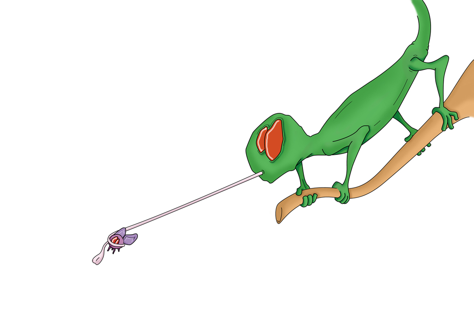 lezard